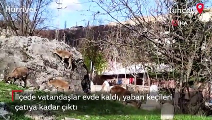 Vatandaşlar evde kaldı, yaban keçileri çatıya kadar çıktı