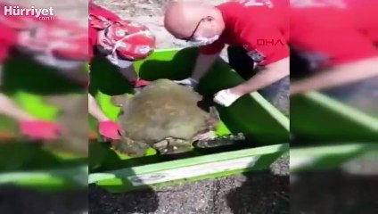 Şamandıra halatlarına dolanan caretta caretta kurtarılarak tedaviye alındı