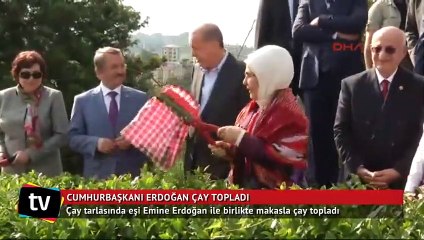 Cumhurbaşkanı Erdoğan çay topladı