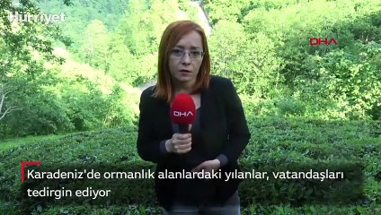 Karadeniz'de yılan tehlikesi vatandaşları tedirgin ediyor