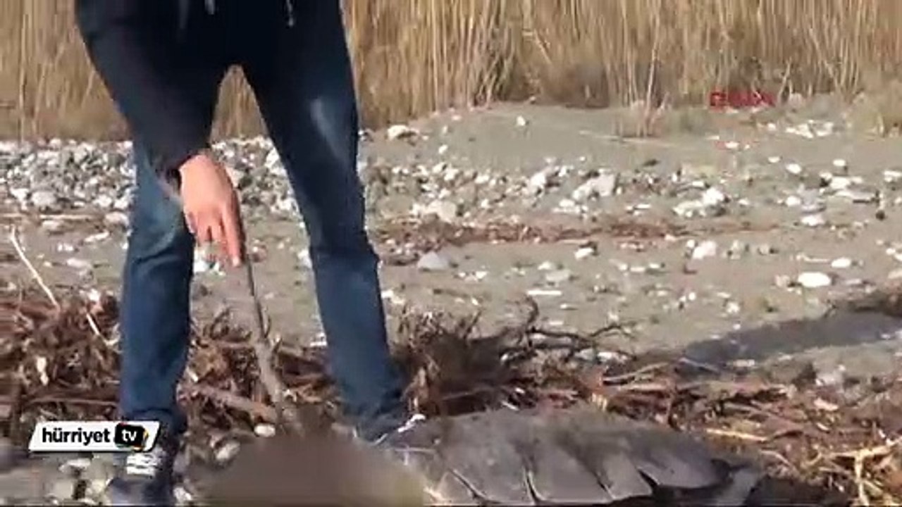 Caretta carettayı kafasına taşla vurarak öldürmüşler