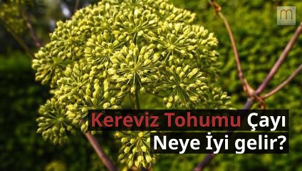 Kereviz tohumu çayı neye iyi gelir?