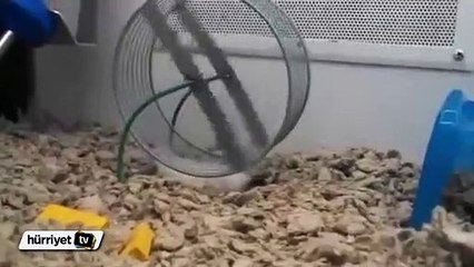 Bu hamster çok farklı