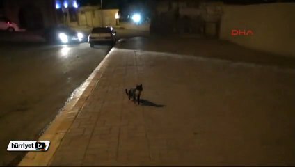 Kedi, otomobil çarpan kedinin başından ayrılmadı
