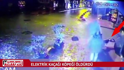Cihangir’de elektrik kaçağı köpeği öldürdü, sahibini yaraladı