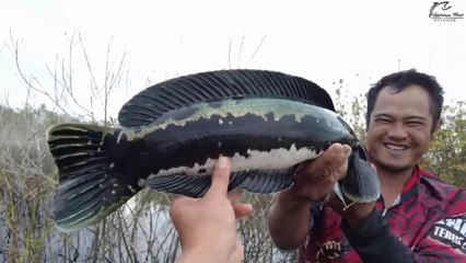 HANYA PEMANCING BER SKILL DEWA BISA PANEN IKAN BABONN CANTIK INI......