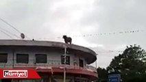 Hindistan'da çatıdan atlayan inek şaşırttı