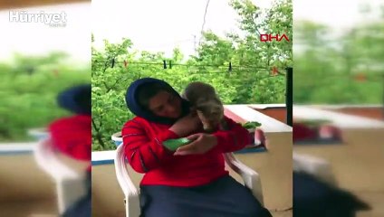 Fox pays visits to its foster family in Central Anatolian province