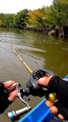 GANASNYA KAKAP BAKAU!!|STRIKE MANGROVE JACK MUARA