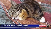 CİVCİVİN 'KEDİ ÇENESİ' KEYFİ