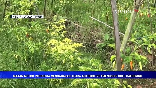 Serangan Hama Patek dan Cuaca Buruk Mengancam Petani Cabai di Kediri