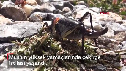 Muş'ta çekirge istilası