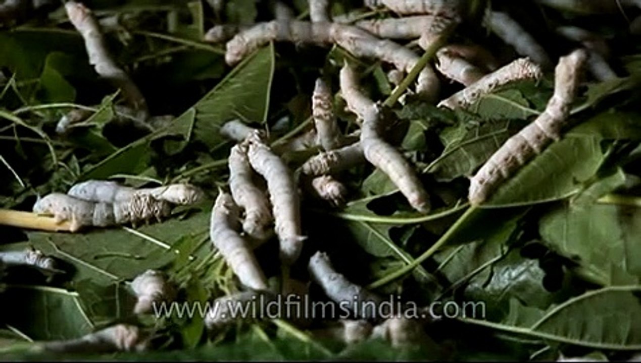 Sericulture or silk worm rearing in Karnataka - video Dailymotion