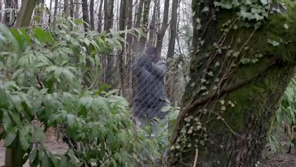 Cesur ve Güzel 19. Bölüm Fragman