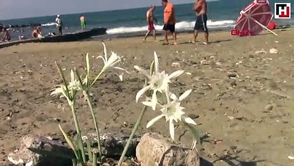 Kum zambağını koparana 48 bin lira para cezası uygulanacak