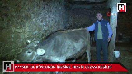 İneğine trafik cezası kesildi