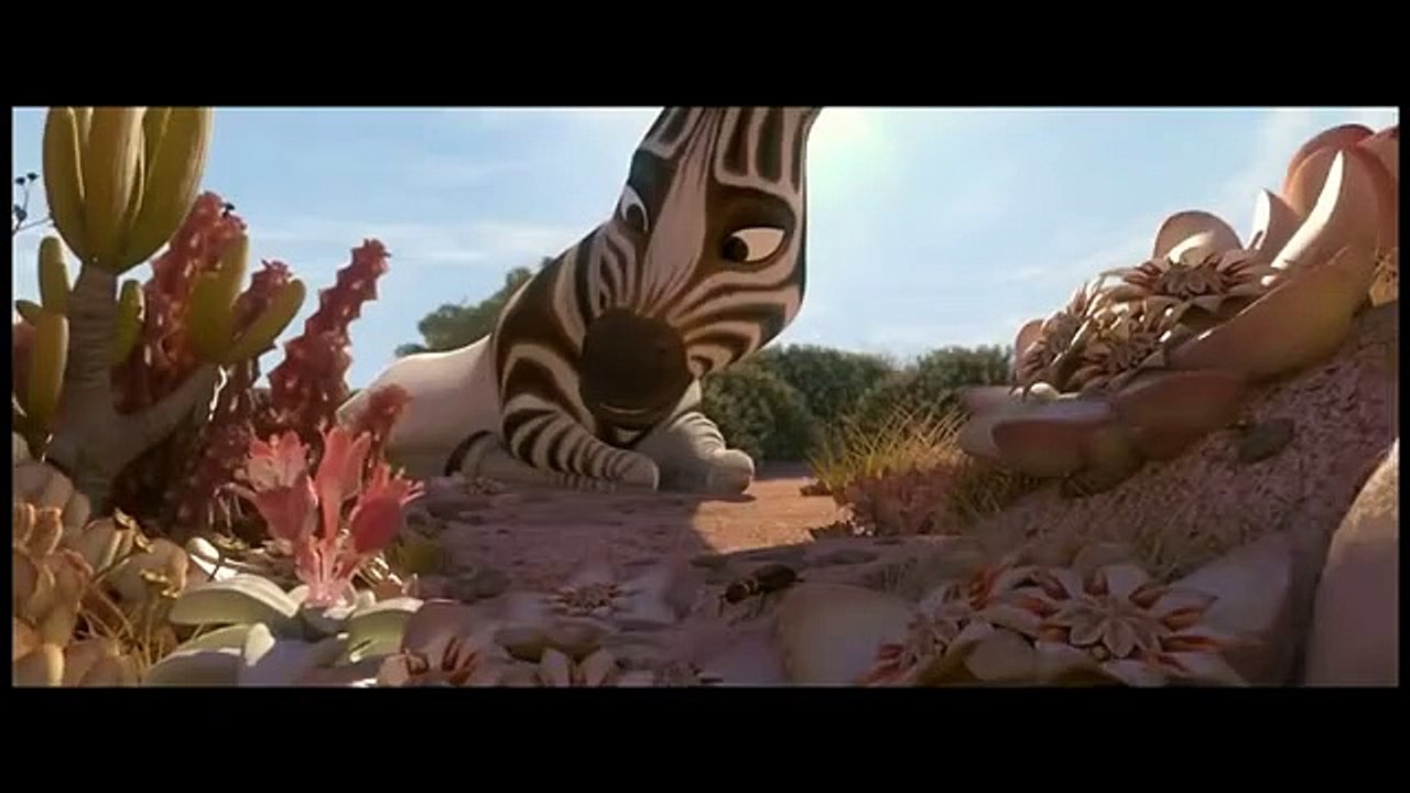 Cesur Zebra