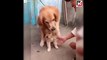 Cute dog refuses to let owner shake hands with newborn puppy
