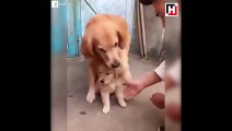 Cute dog refuses to let owner shake hands with newborn puppy