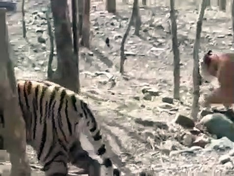 रणथम्भौर से जल्द शिफ्ट किए जाएंगे दो बाघ