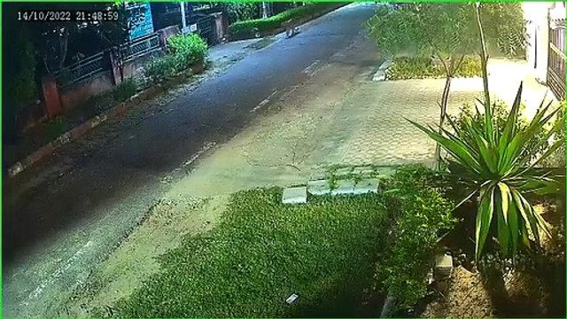 Jaipur VIDEO : रिहायशी इलाके में बेख़ौफ़ घूमता दिखा पैंथर, घरों में दुबके लोग