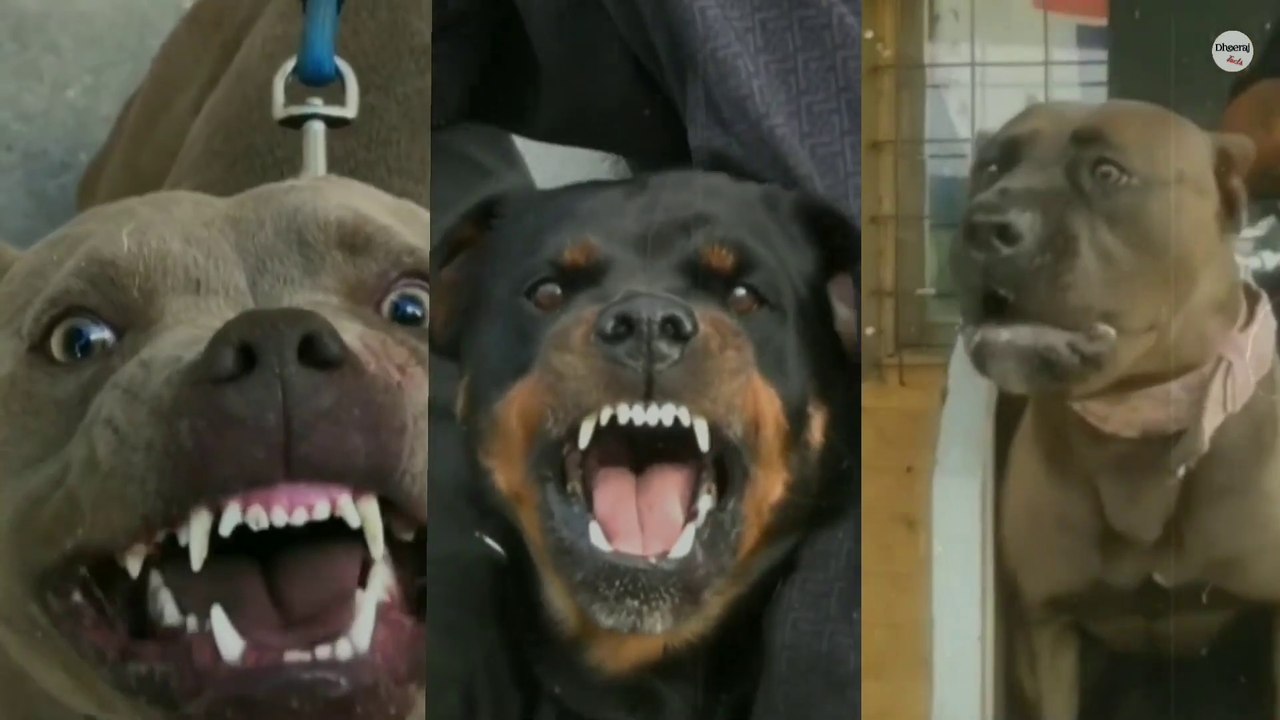 Most Dangours powerful dog in the world very Dangours
