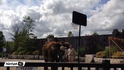 NBA yıldızlarını kıskandıracak fil