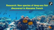 New species of deep-sea fish discovered in Atacama Trench