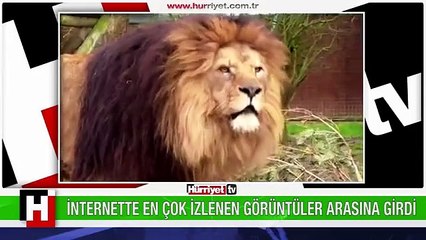 İNTERNETTE EN ÇOK TIKLANAN GÖRÜNTÜLER ARASINA GİRDİ