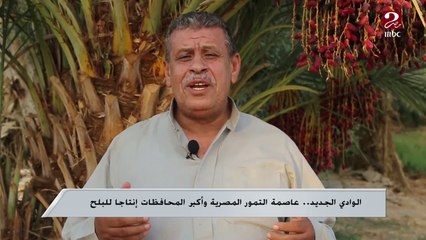 الوادي الجديد.. عاصمة التمور المصرية وأكبر المحافظات إنتاجا للبلح