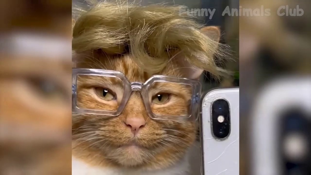Funny animal videos - Part #013