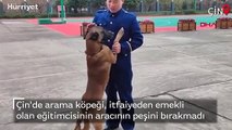 Sevimli köpek, emekli olan eğitimcisinin peşini bırakmadı