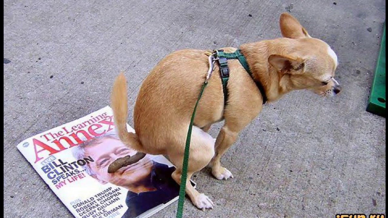 Funny animal videos - Part #015