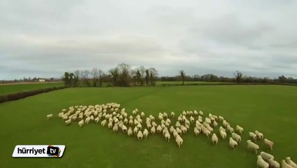 Dünyanın ilk 'Drone' çoban köpeği