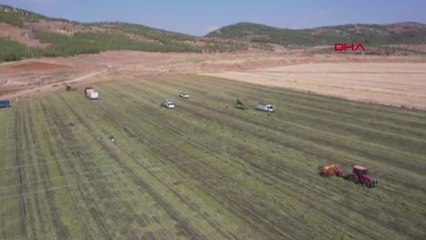 GAZİANTEP'TE, YER FISTIĞI HASADI