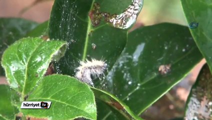 Cihangir'de zehirli tırtıl paniği