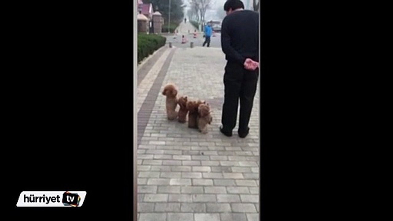 Köpeklere askeri eğitim