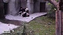 Panda bakıcısının yavru pandalarla zor anları