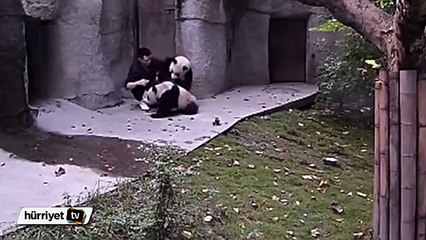 Panda bakıcısının yavru pandalarla zor anları