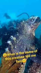 Trending Shorts: Marine Iguana 🦎