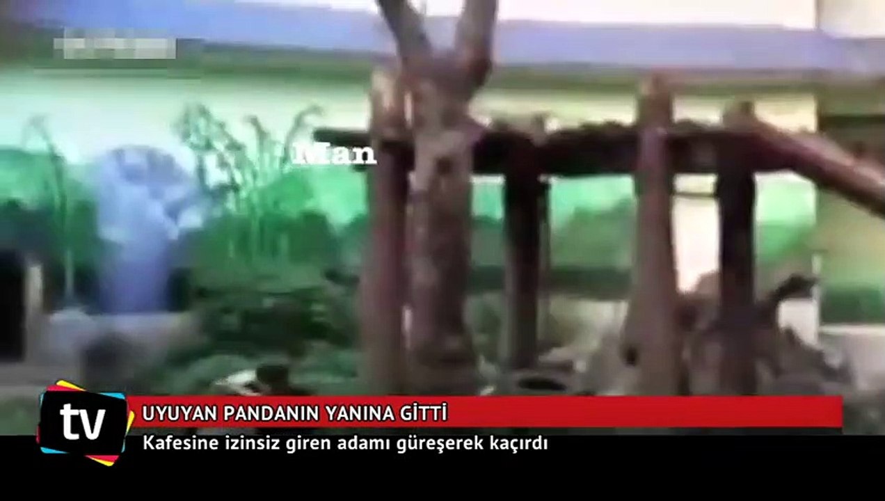 Panda, kafesine izinsiz giren adamı güreşerek kaçırdı