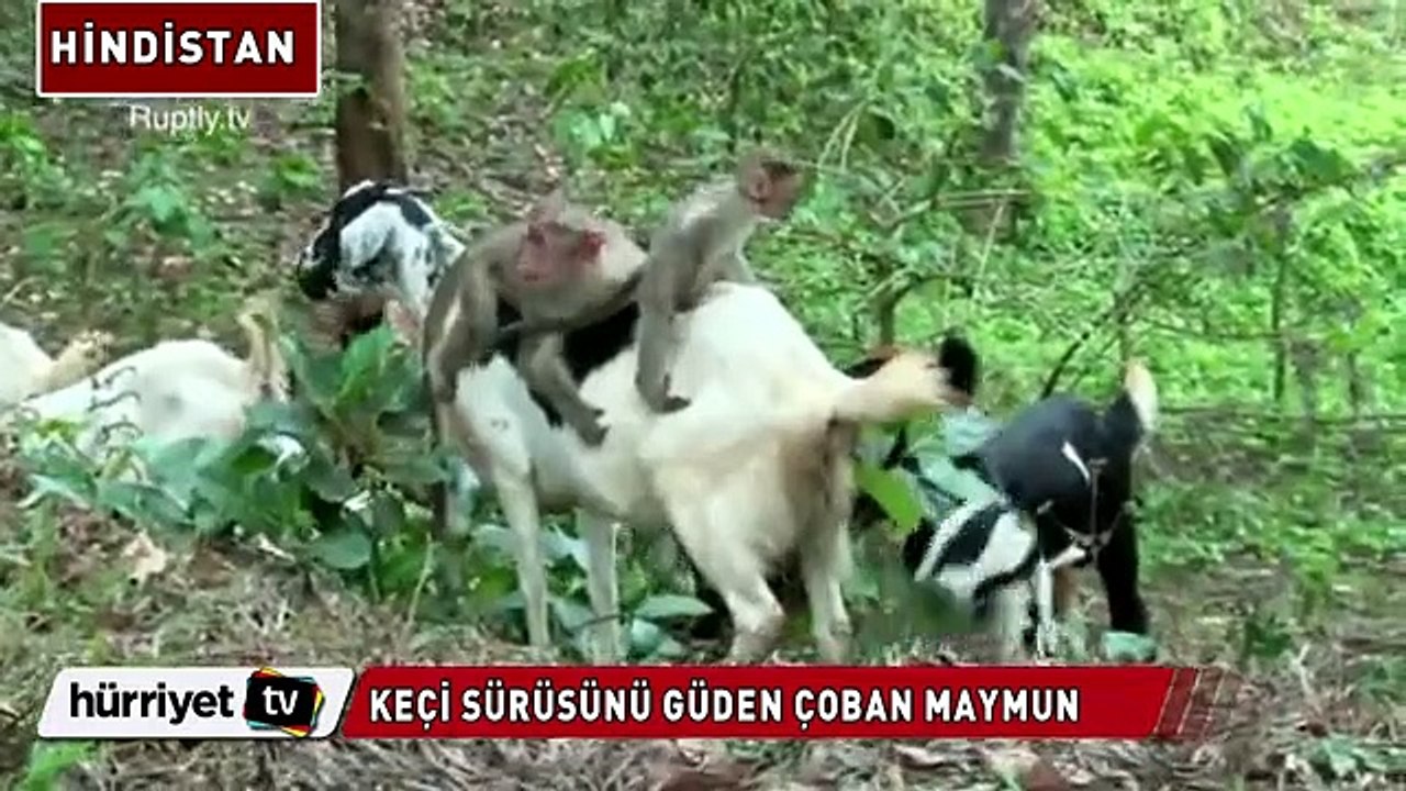 Keçi sürüsünü güden çoban maymun