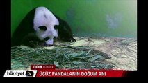 Üçüz pandaların doğum anı