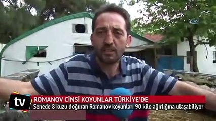Tosun gibi koyunlar et krizini çözecek
