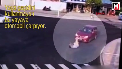 Köpekten yayalara 'trafik dersi'