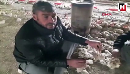 Mersin'de 2 milyon civciv ölüme terk edildi