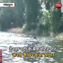 नर्मदापुरम : सांभर का तैरकर नदी पार करते हुए अद्भुत नजारा