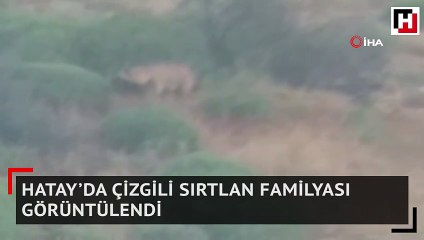 Hatay’da çizgili sırtlan familyası görüntülendi