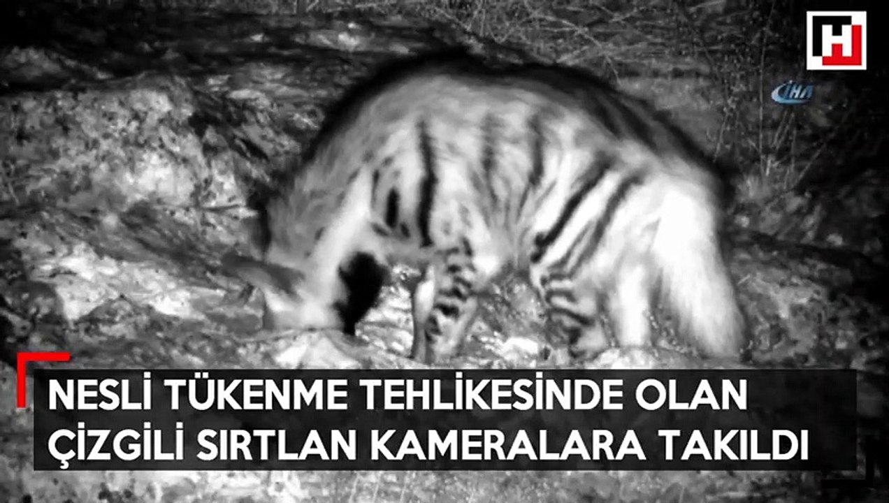 Nesli tükenme tehlikesi altında olan çizgili sırtlan kameralara takıldı