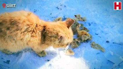 Karda kalan yavru kediye çocuklar sahip çıktı